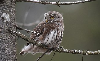 Spurveugle, Pygmy Owl (Veum, Fredrikstad)