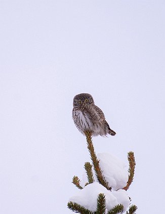 Spurveugle, Pygmy Owl (Halland, Berkåk)