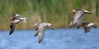 Lappspove, Bar-tailed Godwit (Oven, Råde)