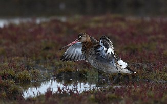 Svarthalespove, Black-tailed Godwit (Oven, Råde)