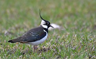 Vipe, Northern Lapwing (Valle, Onsøy)