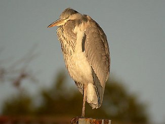 Gråhegre, Grey Heron (Krogstadfjorden, Råde)