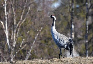 Trane, Common Crane (Järpen, Sverige)