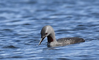 Smålom, Red-throated Loon (Tautra, Frosta)