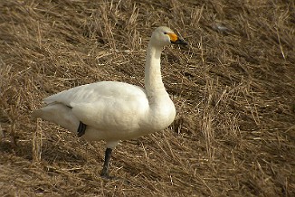 Dvergsvane, Bewick's swan (Ronglan, Levanger)
