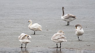 Dvergsvane, Bewick's swan (Kallaksjøen)